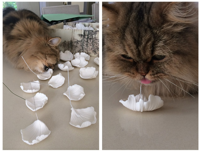 Cat eating fondant