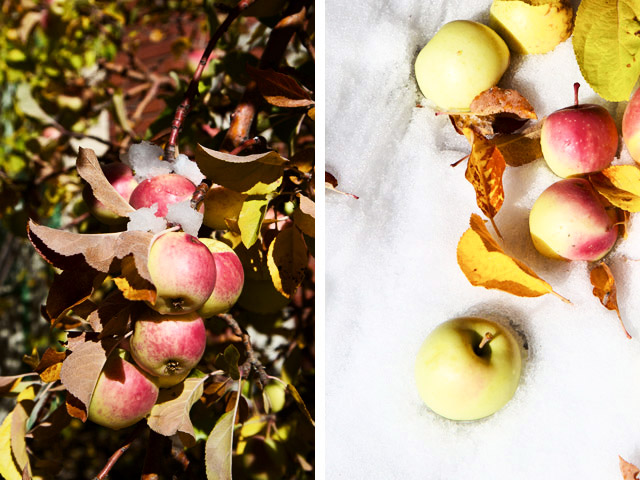 apples in the snow