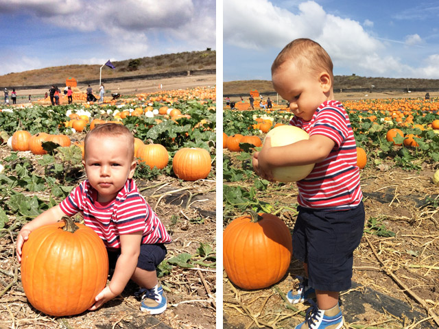 Pumpkin-picking